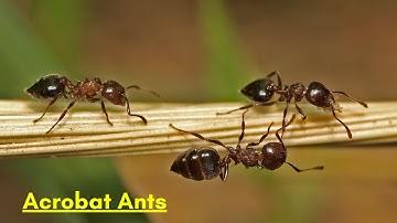 Masters of Antastic Acrobatics I Acrobat Ants