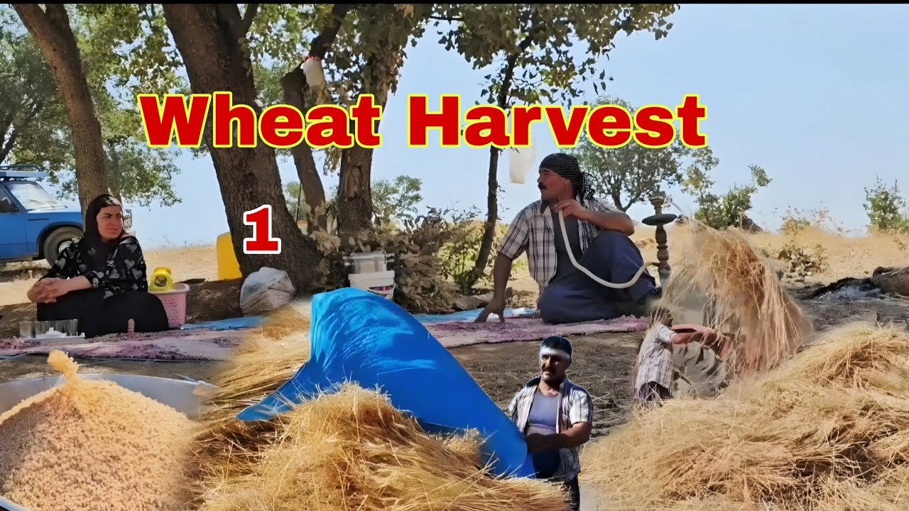 Посадка и уборка пшеницы традиционным способом | Вспашка трактором и уборка урожая вручную серпом