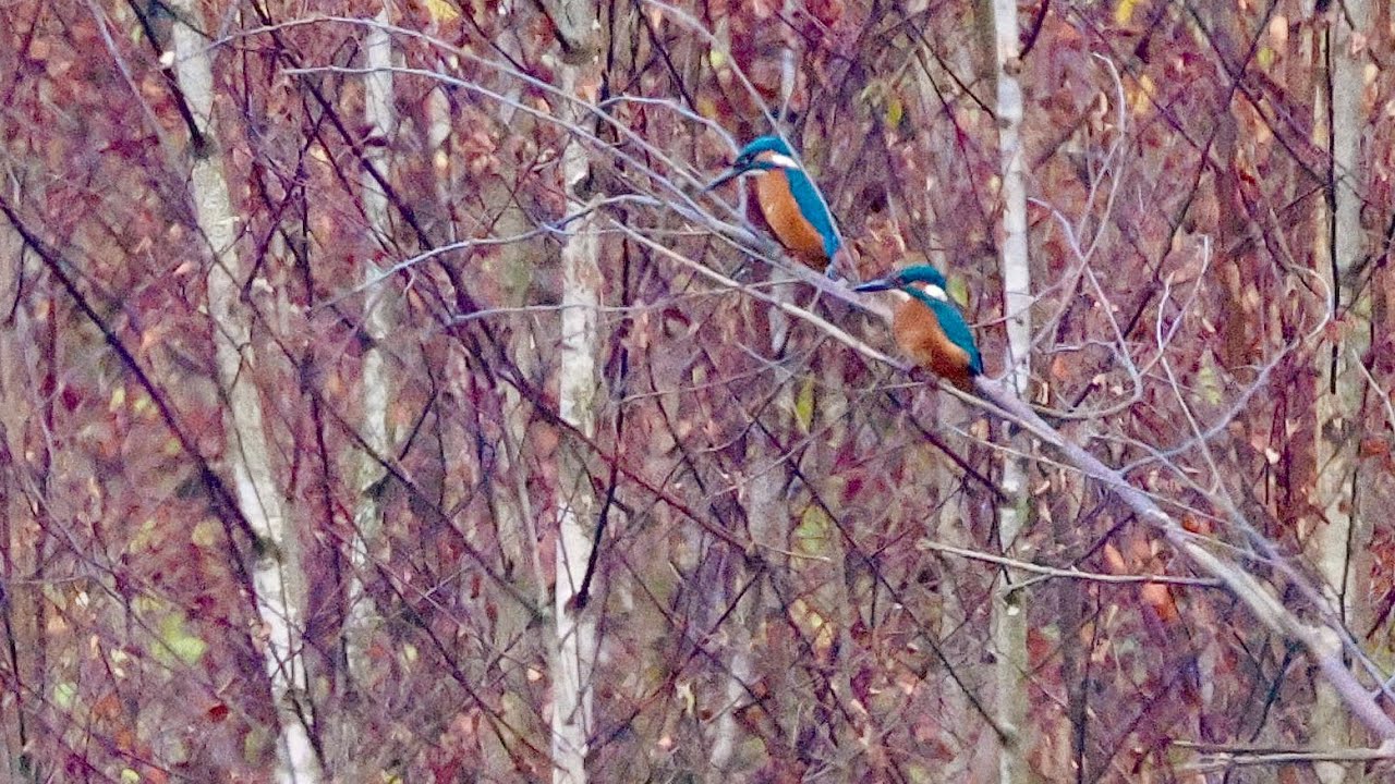 IJsvogeltjes duiken (3x) Nijlganzen met jongen, Witgat, Blauwe Reiger en kleine Zilverreiger