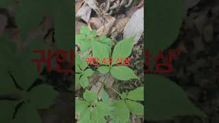 #산삼 #심마니 #약초 #2026년 #산행 #건강 #심봤다 #보약 #NatureKorea #Ginseng
