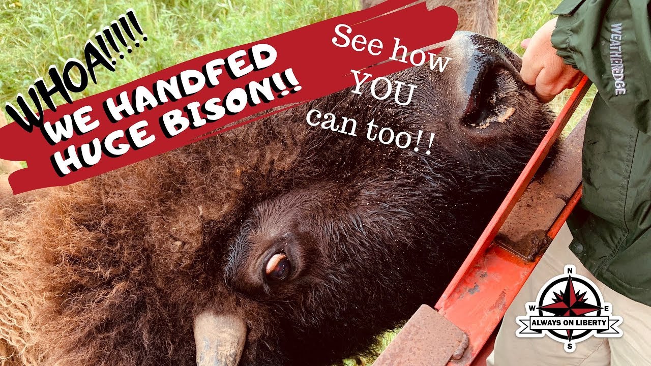 Cook's Bison Ranch - YouTube