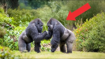 Gorilla Raised by Humans Meets Another for the First Time, What Happens Next Is Unbelievable