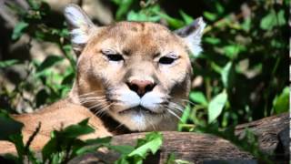 Cougar Facts - Facts About Cougars