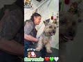 Gervasio, pero no Artigas 🐾🤎🤣 #peluqueríacanina #superpet #perros #love #mascotas