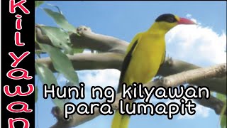Huni ng kilyawan 🔊Black naped oriole sounds🔊