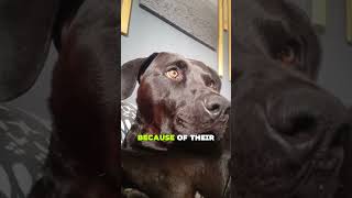 3 Things Your Labrador Won’t Tell You  #labrador #doghealth #dogtips #dogs #petcare #shorts