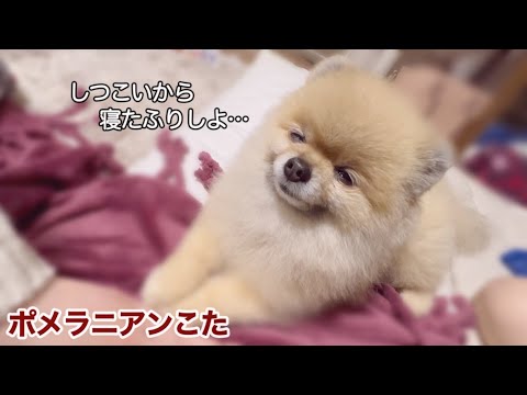 寝たふりを決め込もうとする極小ポメラニアン