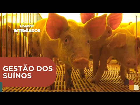 Quais práticas são essenciais para administrar uma granja suína? | Ligados & Integrados - 02/04/2024