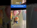 הדג שריגש את הרשת - עם כיסא גלגלים