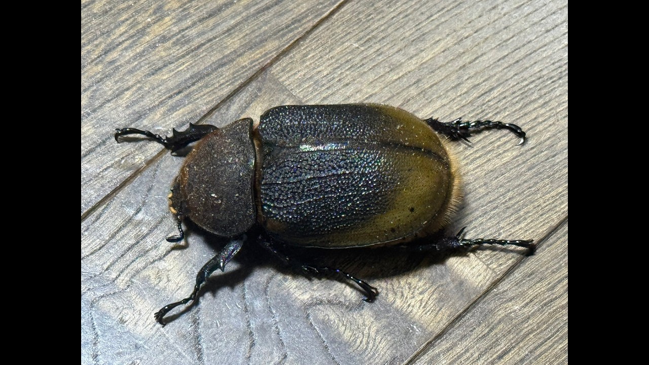 【マル秘テクニック公開】ヘラクレス・モリシマイの産卵セット割り出し