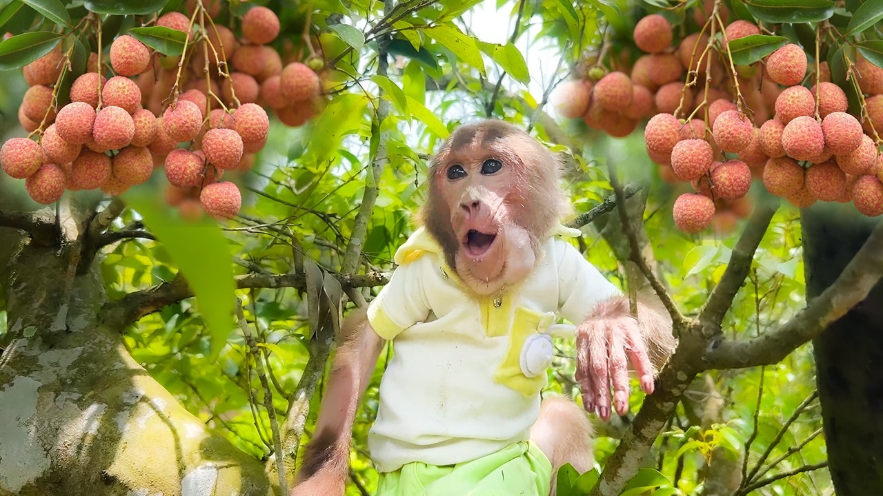 Bibi explores the garden, harvests wild lychees to enjoy and bring back for Uncle Phong!