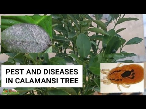 Video: Citrus Canker Control: Mga Tip Sa Paggamot sa Citrus Canker Disease