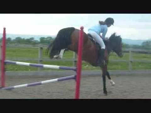 6 yrs 14.0 hh Bright Bay Welsh X - Gloucestershire