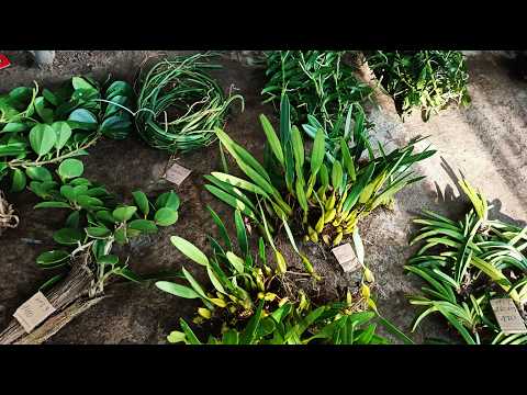 Be Hai Forest Orchids 10/15/26. Contact 0942806510. I invite everyone to watch, free shipping nat...