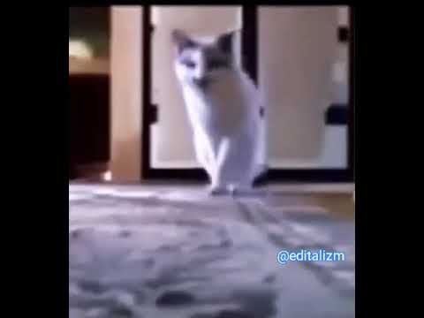 Bana Para Ver Kedi Mp3 Mp4 Indir Dur