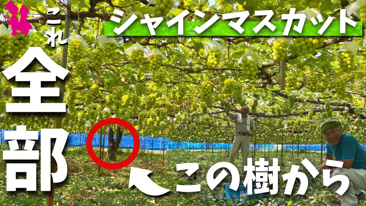 【圧巻】シャインマスカット栽培20年以上のベテラン農家の畑が凄すぎた！
