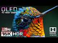 16K HDR Dolby Vision 120fps Nature OLED Demo 🌿