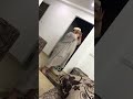 صلاتك ونت سكران