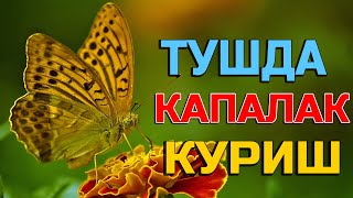 Туш табири - Тушда Капалак куриш