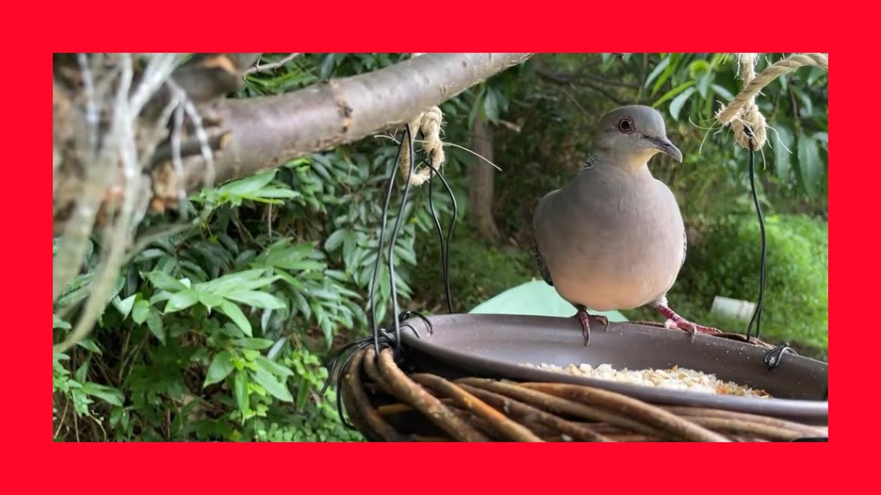 birds LIVE JAPAN 野鳥ライブ ＆キジバト、スズメの大群　キツツキ、ヒヨドリ、ごじゅうから、しじゅうから、キジバト、スズメの雛