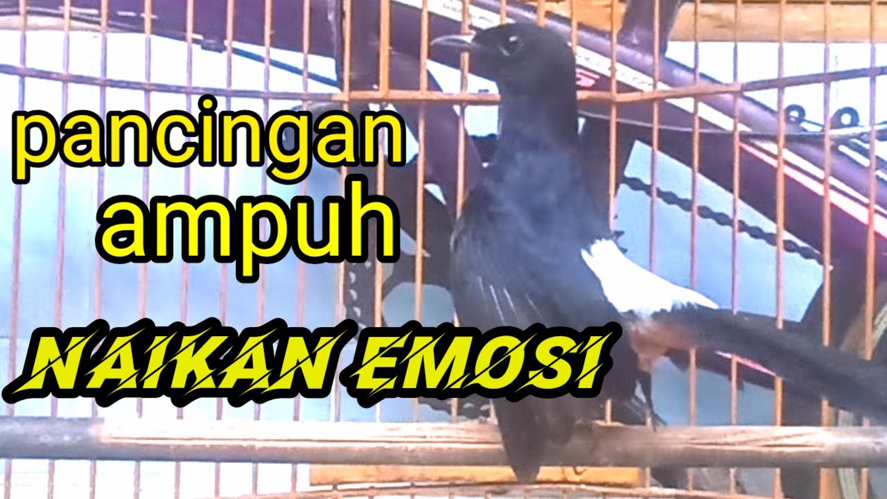 Pancingan murai batu agar cepat bunyi