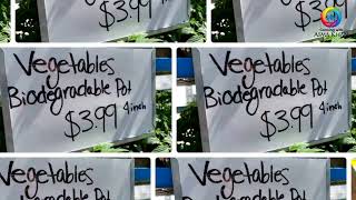 Brampton Garden Center in Fortinos | Fortinos Garden Center | Fortinos Nursery