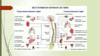 Умный Атлетизм. часть 1.2 - ответы и вопросы