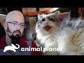 3 Asombrosas transformaciones en la conducta de sus mascotas | Mi gato endemoniado | Animal Planet