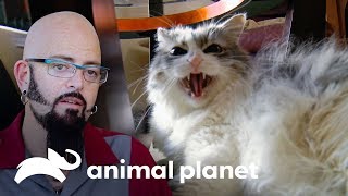 3 Asombrosas transformaciones en la conducta de sus mascotas | Mi gato endemoniado | Animal Planet