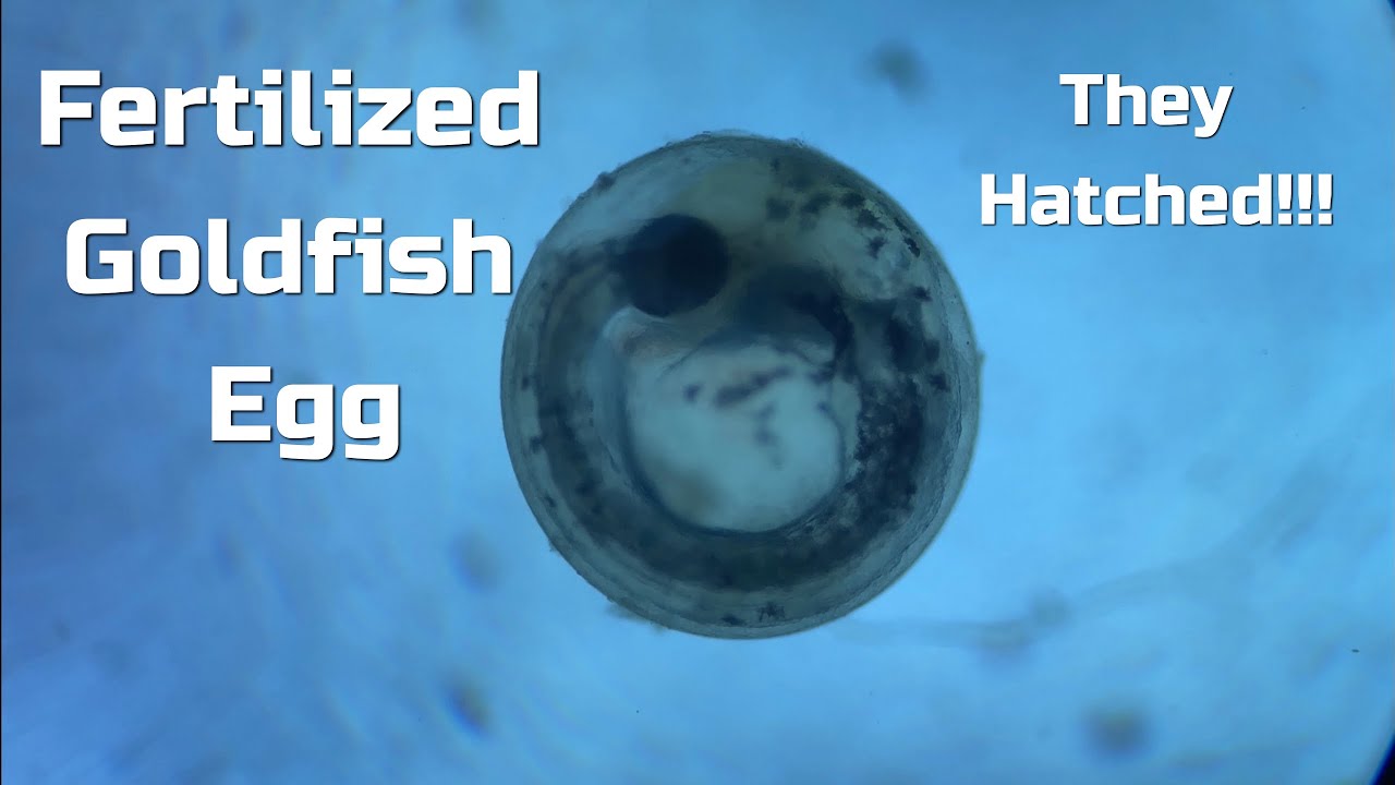 Fertilized Goldfish Egg Goldfish Eggs Hatch! YouTube