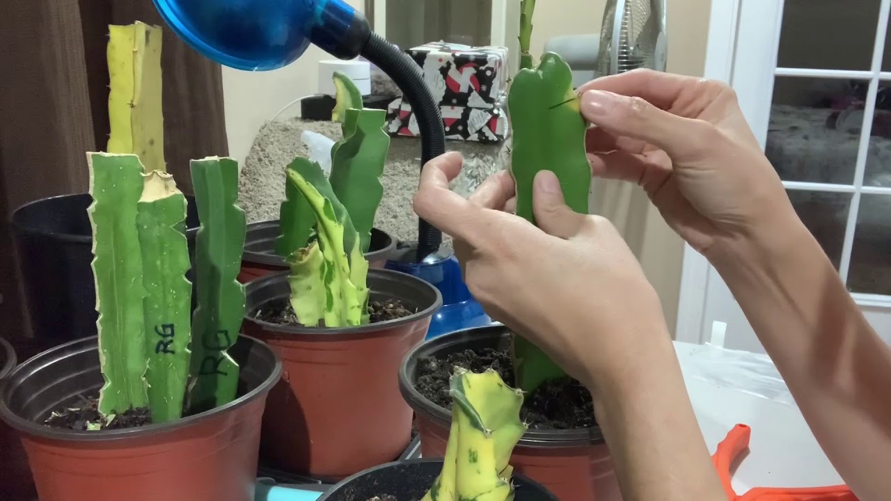 Dragon Fruit Grafting VGraft. FAST & EASY! Part 1. YouTube