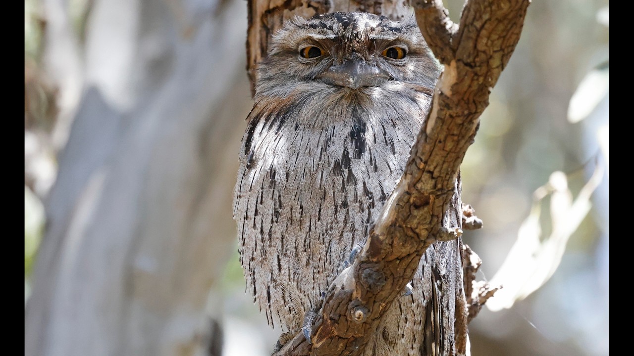 Australia Part 50: Birding Pyramid Rock & Braeside Park, Oct 28 #canon_r5 #rf100_500
