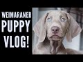 Davinci the Weimaraner - Morning Dog Vlog