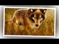 Sound Of The Wolves - Music and Nature Sounds For Relaxation