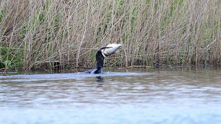 Cormorant eating a very big fish