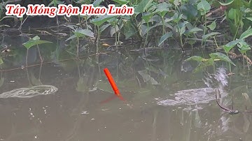 Câu Cá Rô Đồng , Con Rạch Lục Bình Điểm Câu Quá Lý Tưởng Cá Ục Móng Rần Rần