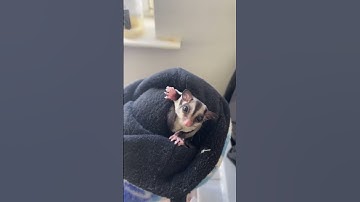 Kyle Thomas 💙 a tour of some of my animals ❤️ #kylethomas #shorts