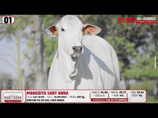 LOTE 01   CJCJ 16459