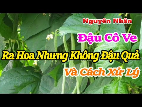 Video: Hoa Kobe: trồng và chăm sóc