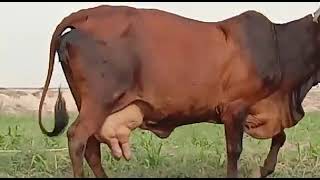 راجستھانی گائے برائے فروختshort# #cowfarming