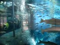 富士湧水の里水族館.MOV の動画、YouTube動画。