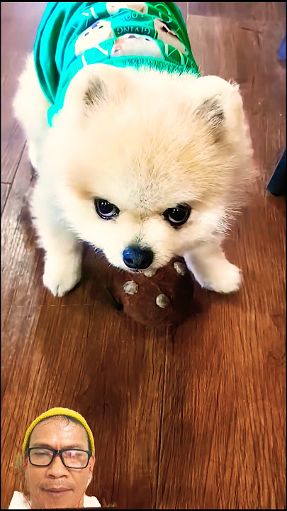 Apa yang anda lihat #cute #pets #funny #music #dog #duet #animals #retreiver #viral #wolfcales #top