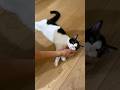 目の前でヘソ天しだす子猫がかわいい #猫 #cat #shorts