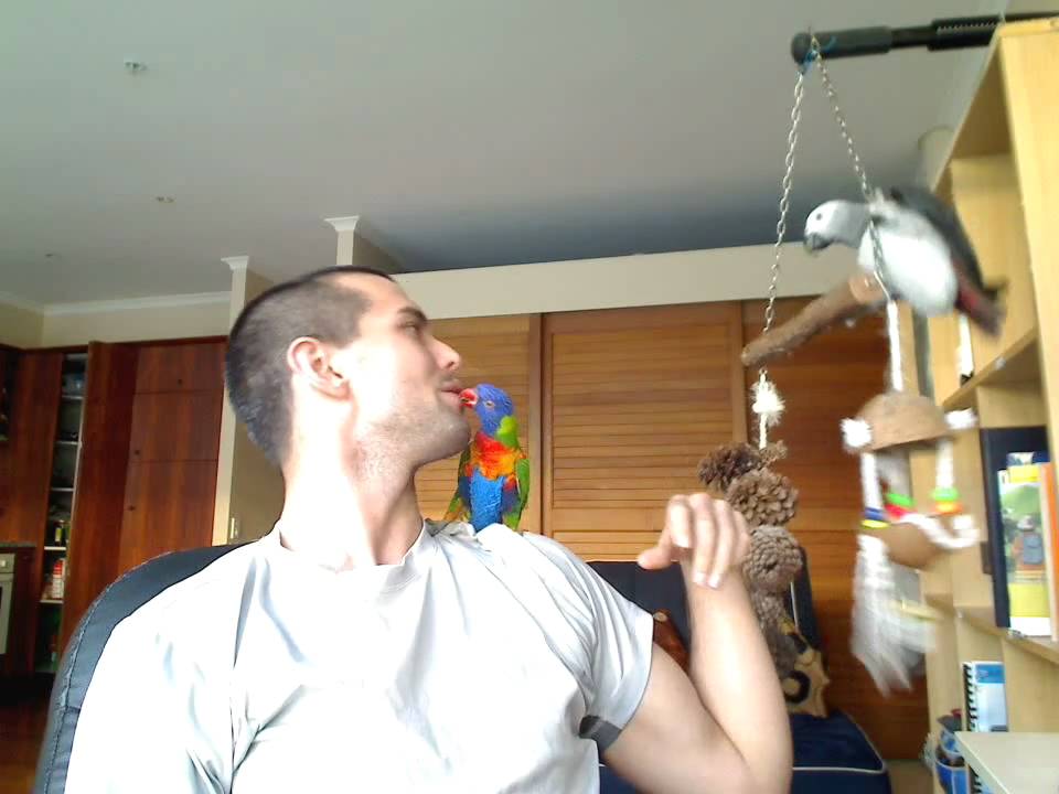 Rainbow Lorikeet Eating My Face, Biting African Grey - My Pets! 