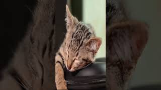 How We Domesticated Cats