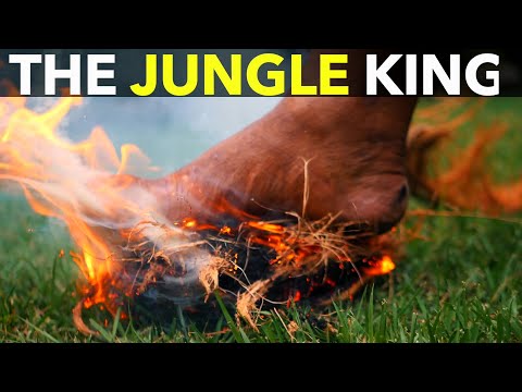 The Jungle King