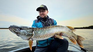 видео: ЗА КРУПНОЙ ЩУКОЙ на СЕВЕР КОМИ / РЫБАЛКА на СПИННИНГ ОСЕНЬЮ картинка: ЗА КРУПНОЙ ЩУКОЙ на СЕВЕР КОМИ / РЫБАЛКА на СПИННИНГ ОСЕНЬЮ