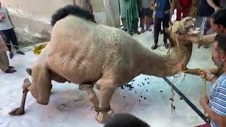 Camel Qurbani Video Eid 3rd day Eid ul adha 2020 CAMEL VIDEO EID UL AZHA 2020 Bakra eid 2020