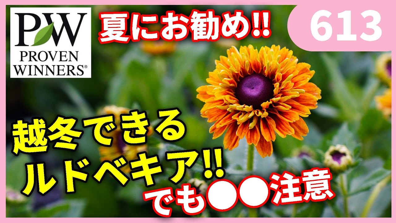 PWルドベキア：アーバンサファリ (サハライエロー) 12cmロングポット苗