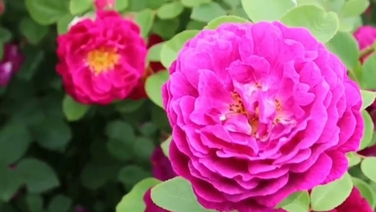 Flowers status!! flower status!! whatsapp_status trending flowers 